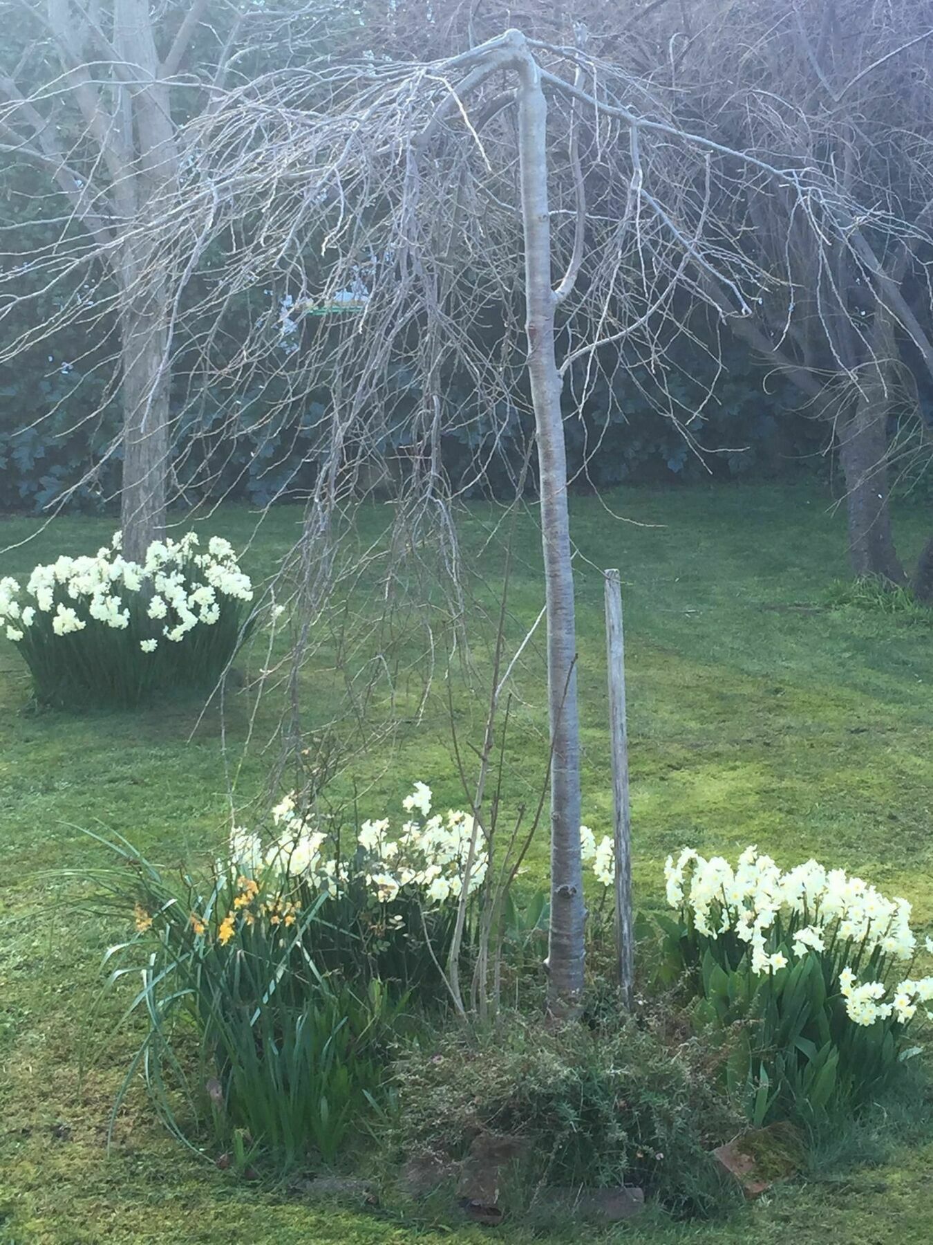 Clydesdale Manor Bed and Breakfast Hobart Eksteriør billede